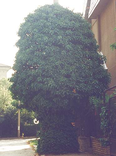 Дърво във формата на гъба