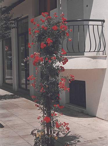 Улично растение в Гърция