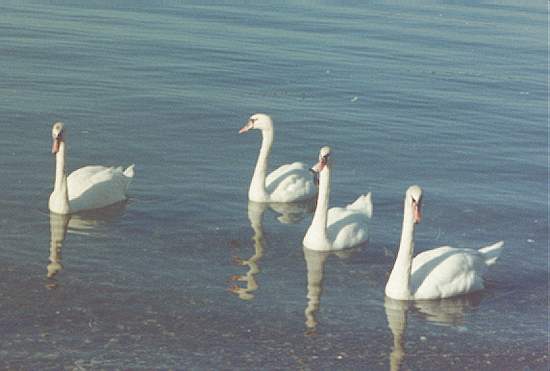 Лебеди в Охридското езеро
